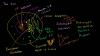 Image from Parts of a cell, Khan Academy lesson